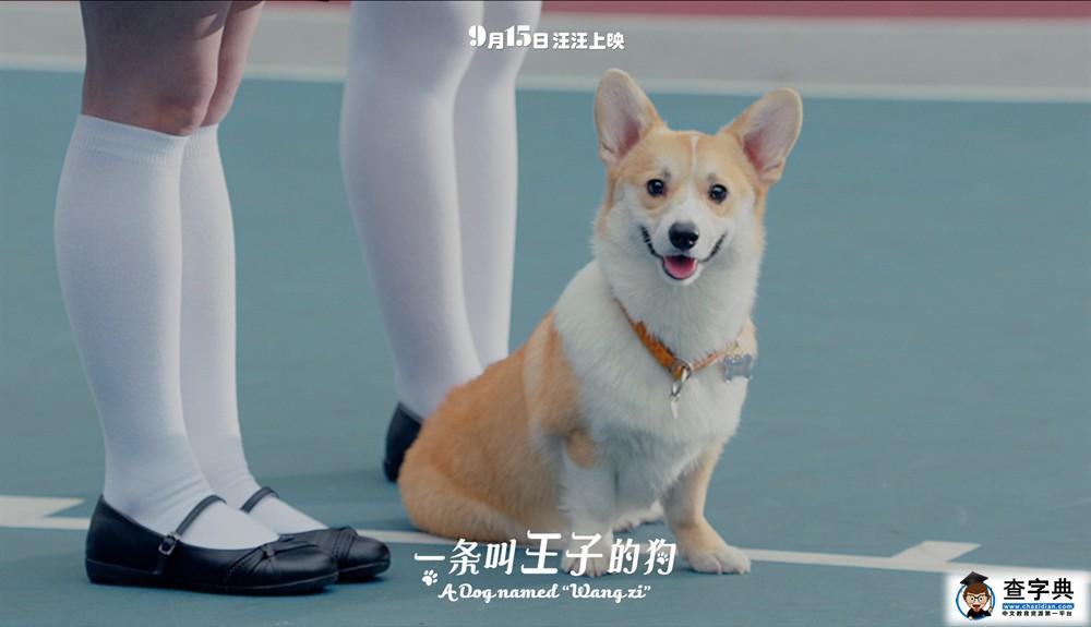 电影《一条叫王子的狗》