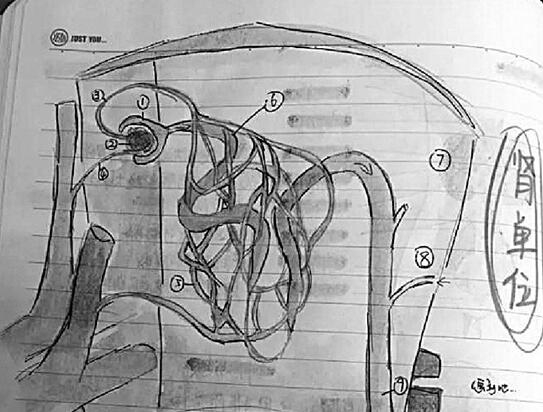 初三女生把科学笔记整成绘本 彩色手绘插画配文字说明1