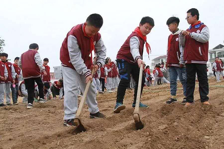 农田沃野“种”教育——海头小学“劳动教育”落地生根3